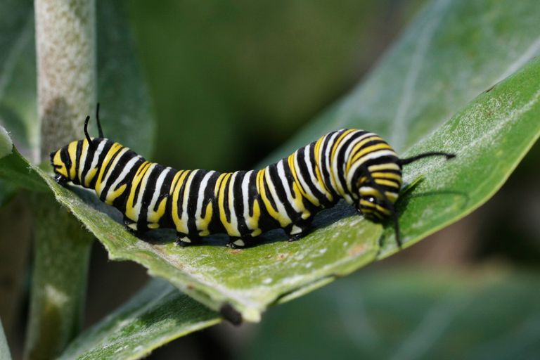 Butterflies/Caterpillars